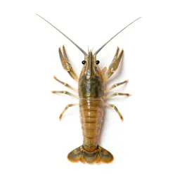 Brine shrimp