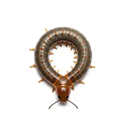 Centipede