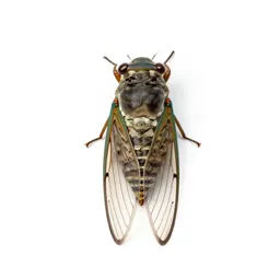 Cicada mid-song