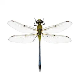 Damselfly