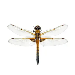 Dragonfly with veined wings