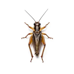 Field cricket