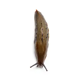Garden slug