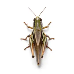 Grasshopper