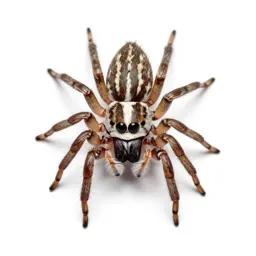 Jumping spider