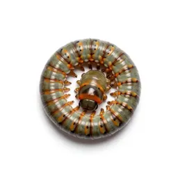 Millipede coiled