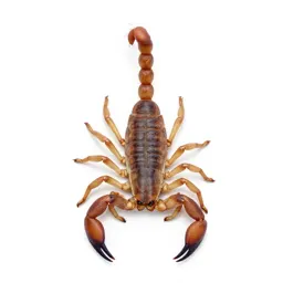 Scorpion with its tail raised