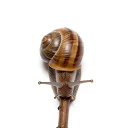 Snail on a wet stem