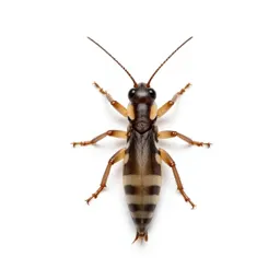 Springtail