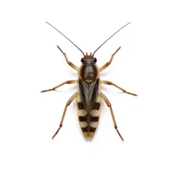 Water strider