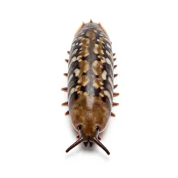 Woodlouse