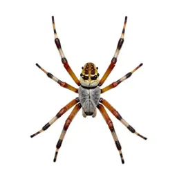 Orb weaver on its web