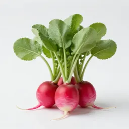 Bunch of radishes with tops
