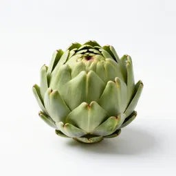Globe artichoke