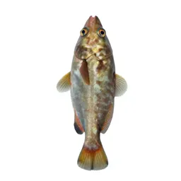 Barreleye fish