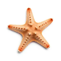 Brittle star