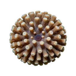 Coral polyp colony