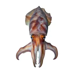Cuttlefish changing colour