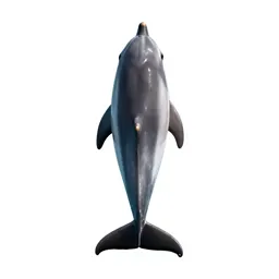 Dolphin mid-leap