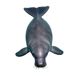 Dugong grazing