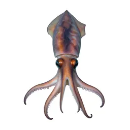 Giant squid