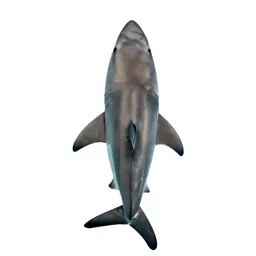 Great white shark