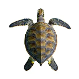 Green sea turtle