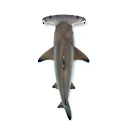 Hammerhead shark