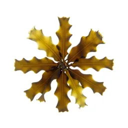 Kelp holdfast