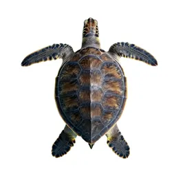 Leatherback turtle