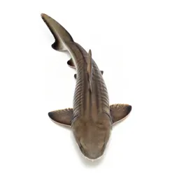 Leopard shark on sand