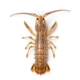 Mantis shrimp