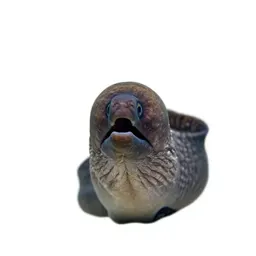 Moray eel