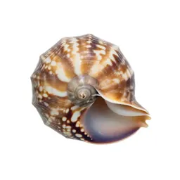 Nautilus