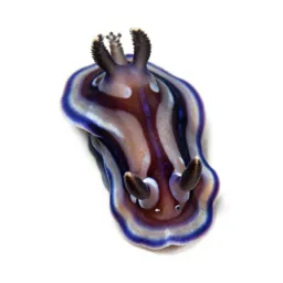 Nudibranch on coral