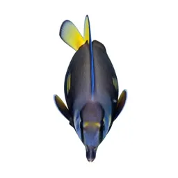 Regal tang