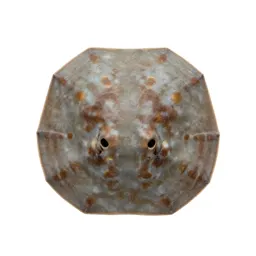 Sand dollar burrowing