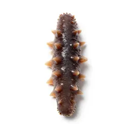 Sea cucumber