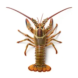 Spiny lobster