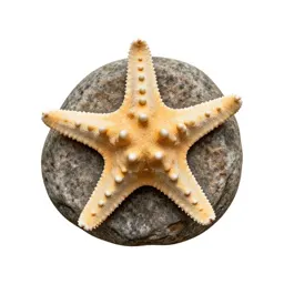 Starfish on rock