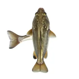 Sunfish