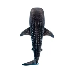 Whale shark with remoras