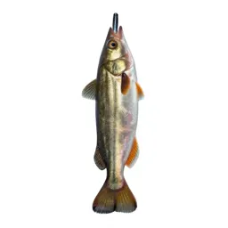 Anglerfish with a lure