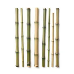 Bamboo grove