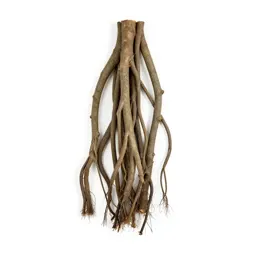 Banyan with aerial roots