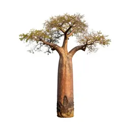 Baobab