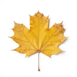 Beech in autumn