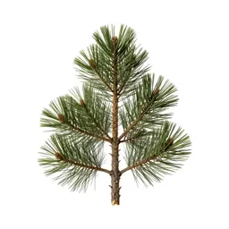 Bristlecone pine
