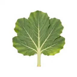 Cabbage tree
