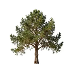 Cedar of Lebanon